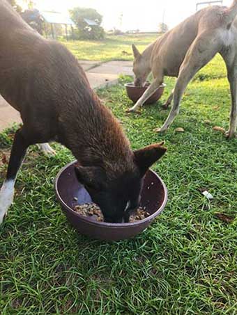 Zoomies Foundation