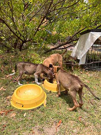 Zoomies Foundation