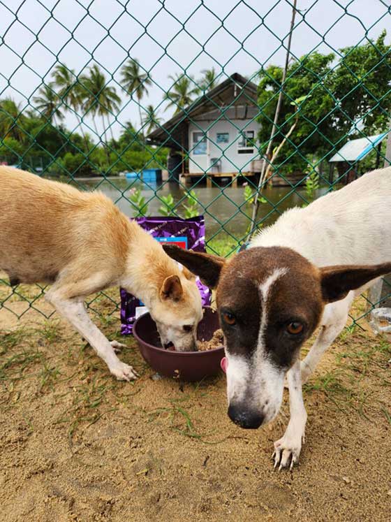 Stronger Together with Our Partnership with Canine Plus+